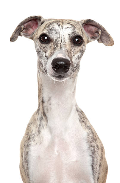 Whippet portrait on white background Whippet dog. Portrait on a white background  greyhound stock pictures, royalty-free photos & images
