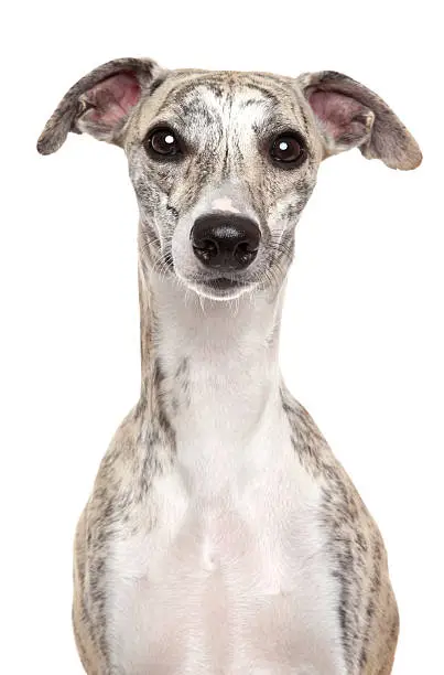 Whippet dog. Portrait on a white background 