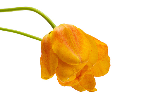 Orange and yellow flowers on a white background: orange rudbeckia, yellow chrysanthemums, orange marigolds. Isolates of flowers on a white background.