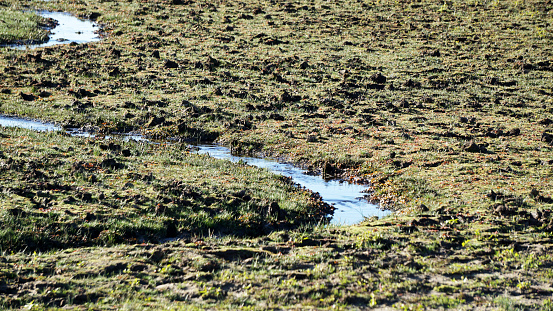 The soft churned-up ground damaged from the hard hooves of Brumbies in  Kosciuszko National Park at long Plain