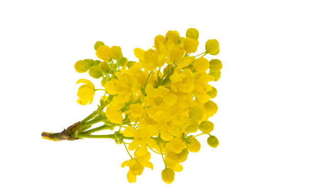 istock Mahonia flowers isolated 1498722985