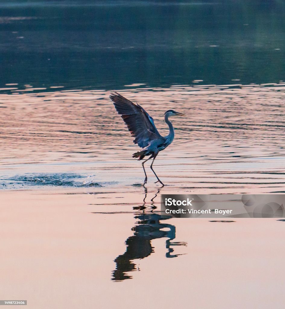 Great Blue Heron marsh creek Copy Space Stock Photo