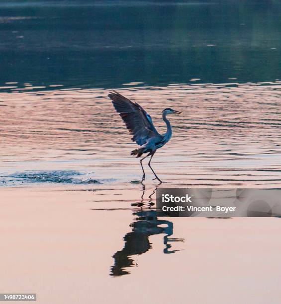 Great Blue Heron Stock Photo - Download Image Now - Copy Space, Great Blue Heron, Alertness