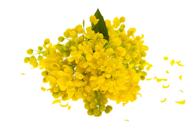 istock Mahonia flowers isolated 1498723918