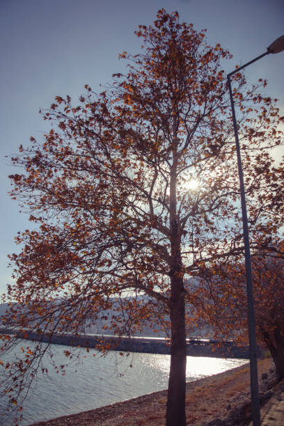 istock Tall tree with falling orange leaves during autumn with sun shining through the branches, Egirdir, Turkey 1498723957