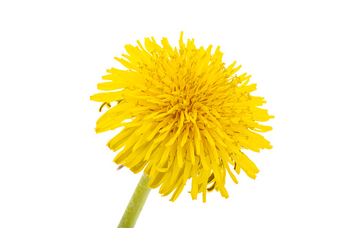 Dandelion flowers isolated on white background.