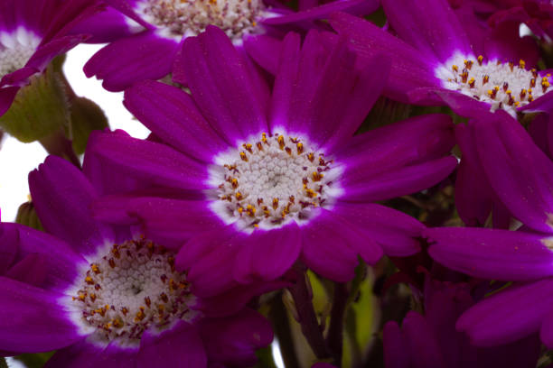 Cineraria flower isolated on white background