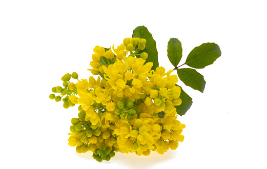 Mimosa, freesia and sweetpea flowers bunch isolated on white background