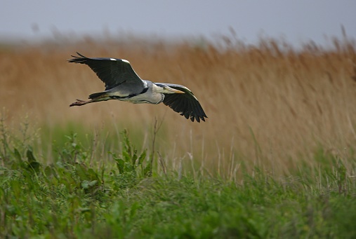 Grey Heron (Ardea cinerea) adult flying low by reedbed\n\nEccles-on-Sea, Norfolk, UK.               May