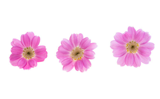 istock Cineraria flower isolated 1498725781