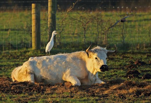 grelo de gado (bubulcus ibis ibis) - bird egret wildlife animal - fotografias e filmes do acervo