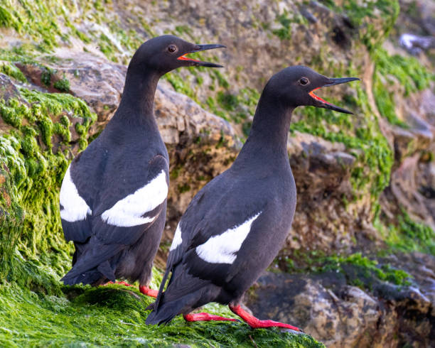 istock Pigeon Guillemots 1498725939