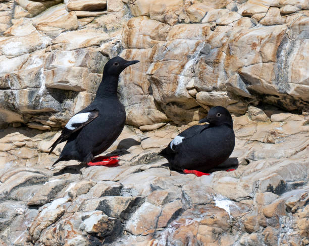 istock Pigeon Guillemots 1498725964