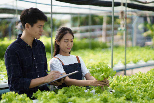 istock Young modern Asian farmer working at the hydroponic farm, smiling, enjoy working together. hydroponic vegetable concept. 1498725982