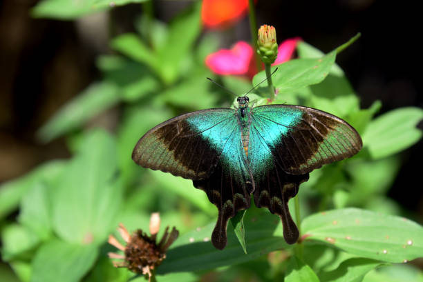 istock Butterfly and Cocoon at the farm 1498726302