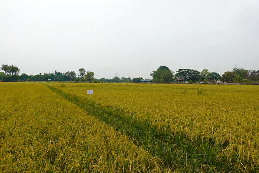 Rice field agriculture grain food  yield season
