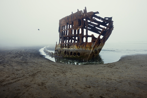 A bird flys by the wreckage of the ship Peter Iredale on the Pacific coast of Oregon, United States.  The fog of the morning makes for an eerie scene.