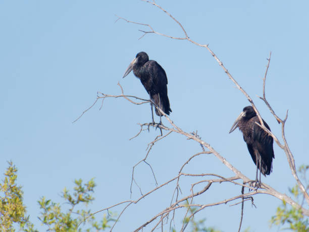 istock Two African Openbill storks (Anastomus lamelligerus) standing on the branches with a clear blue sky in the background, Zambezi River near Victoria Falls, Zimbabwe 1498727414