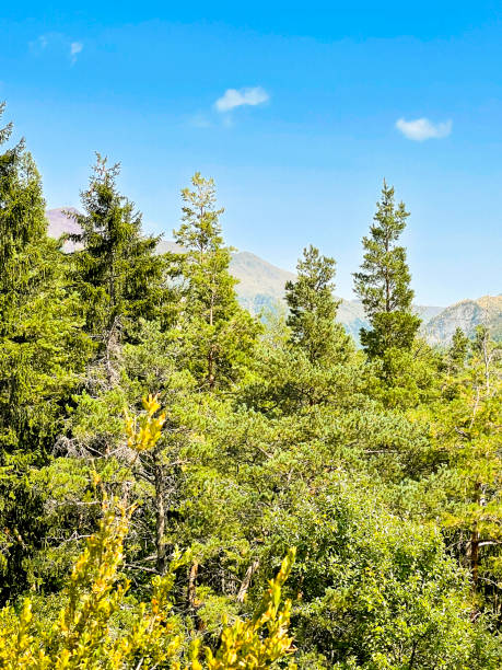 istock Forest scenic and blue sky in a sunny day. 1498727432