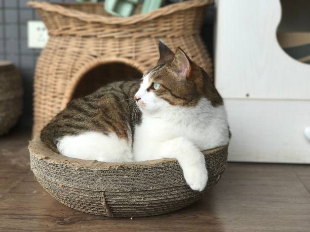 istock the cat is laying down in its wicker basket on the floor 1498727551