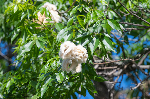 Ceiba pentandra with cotton fiber