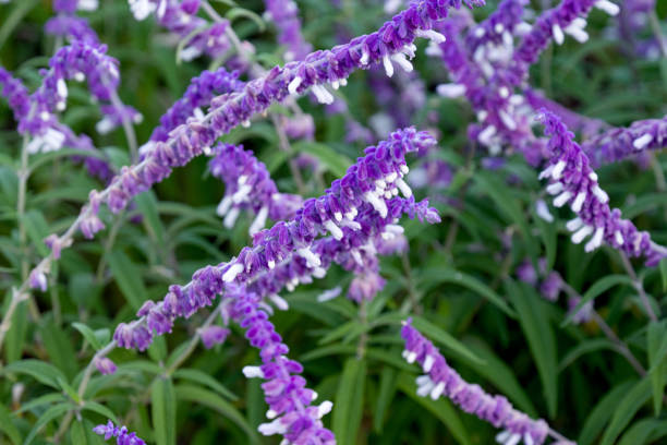 istock flower Slavia leucantha close-up 1498729495