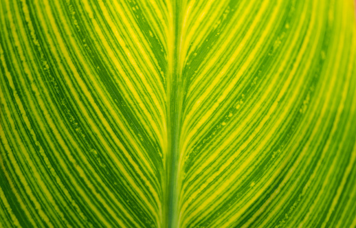 background of variegated leaves of Alpinia