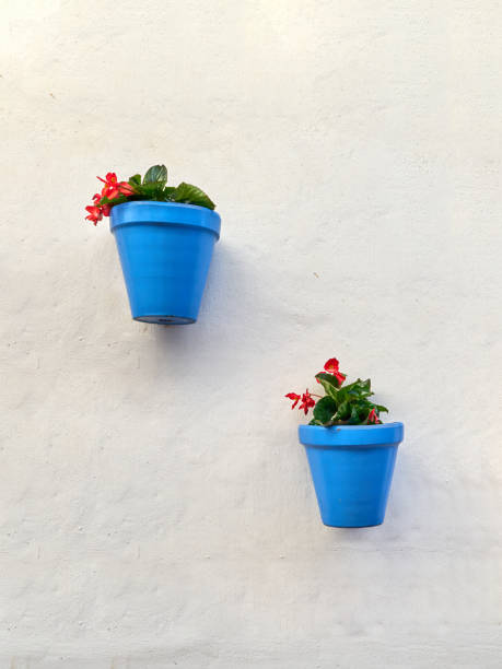istock Two blue flower pots with red flowers on a white wall 1498729596