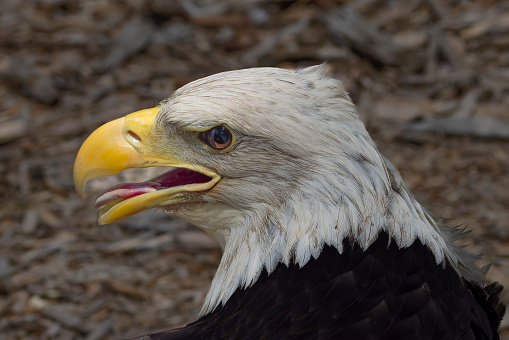 Detail of the head of the 22-year-old 
 Bald eagle