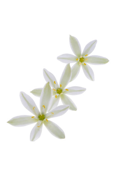 istock flower Ornithogalum Isolated 1498729926