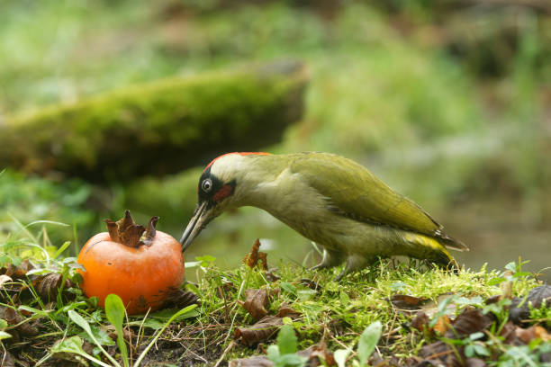 Green woodpecker eating a persimmon