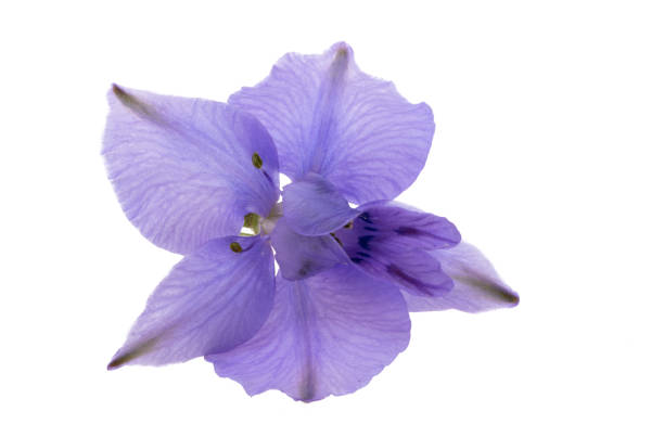 perennial delphinium flower isolated on white background