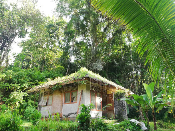 istock Abandoned building in the middle of forest 1498730938