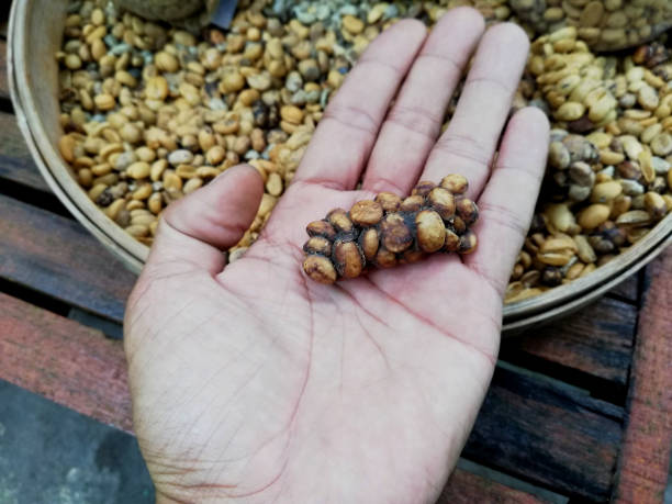 istock Luwak coffee beans in close up 1498730986