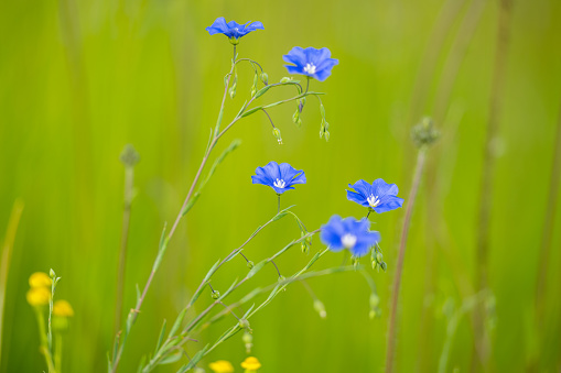 blue flax flower in spring meadow