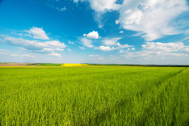 green wheat field in spring on a sunny day