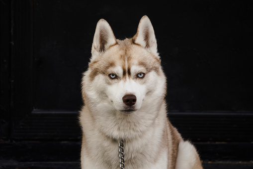 A close up shot of a beautiful husky with blue eyes.