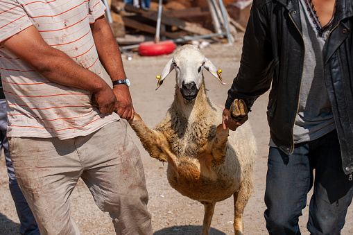 While taking the sacrificial sheep to the slaughtering area on Eid-al-Adha