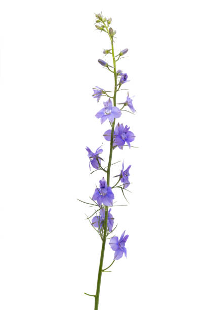 istock perennial delphinium flower isolated 1498731742