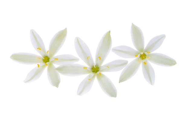 istock flower Ornithogalum Isolated 1498731915
