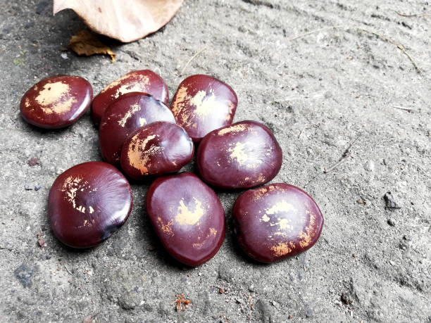istock Unknown brown wild fruits,placed on the floor 1498731993