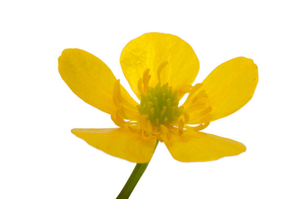 istock cinquefoil flower isolated 1498733231
