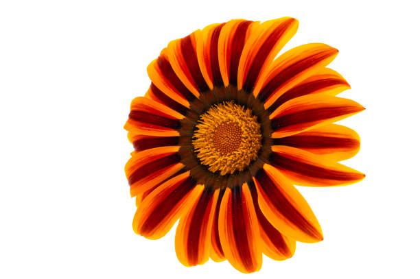 Two isolated gazania flower heads reflected on a dark surface and with a dark background.