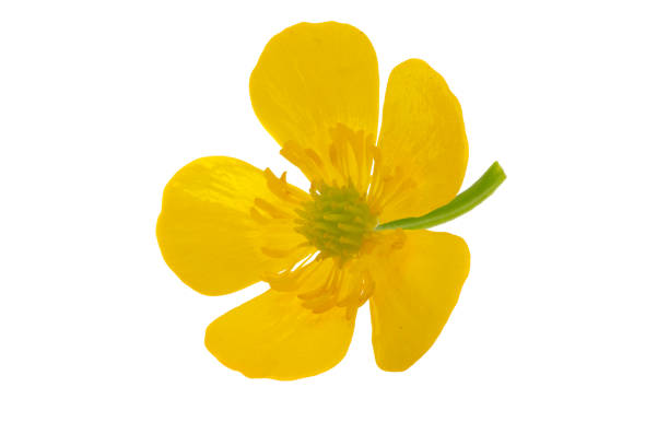 cinquefoil flower isolated on white background