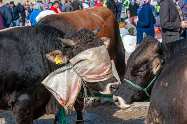 istock Two bulls head to head on Eid-al-Adha 1498733381