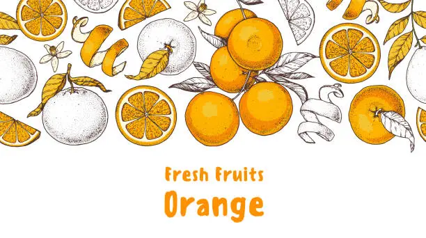 Vector illustration of Orange fruit hand drawn design. Vector illustration. Design, package, brochure illustration. Orange fruit frame illustration. Design elements for packaging design and other.