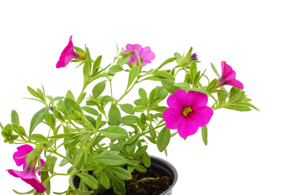 istock Petunias in pots. 1498736760