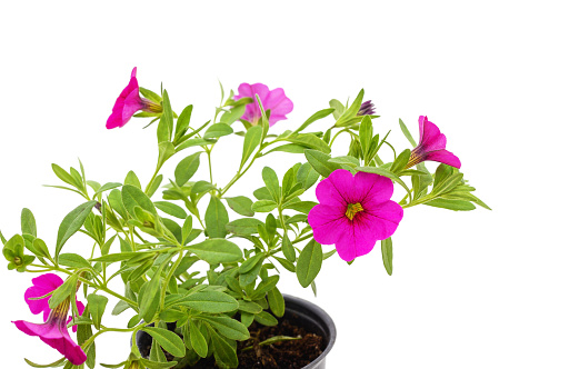 Petunias in pots isolated on a white background.