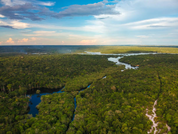 Aerial view of the Amazon Rainforest in Brazil Aerial view of the Amazon Rainforest in Brazil rio negro brazil stock pictures, royalty-free photos & images