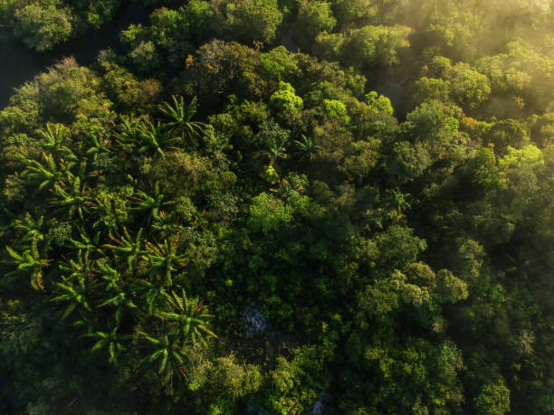 Aerial view of the Amazon Rainforest in Brazil Aerial view of the Amazon Rainforest in Brazil rio negro brazil stock pictures, royalty-free photos & images